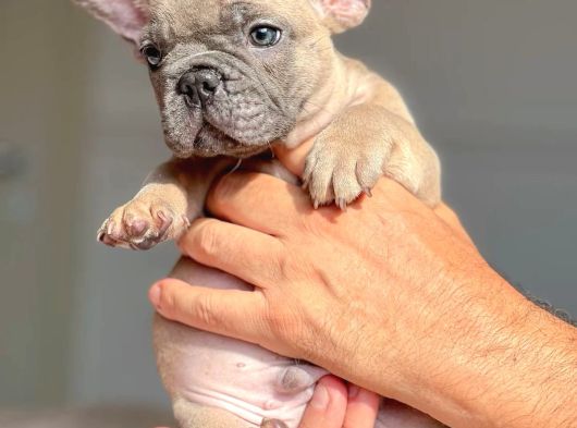 SafkanÖzel egzotik en değerlisi fransız bulldog yavruları