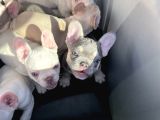 Safkanözel Egzotik En Değerlisi Fransız Bulldog Yavruları