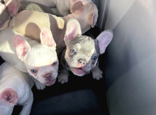 Safkanözel Egzotik En Değerlisi Fransız Bulldog Yavruları görsel
