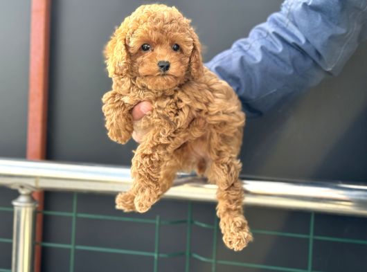 Petmode Köpek Çiftliğinde Ziyarete Açık Minyatür Poodle görsel