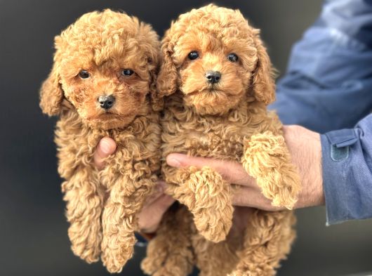 Petmode Köpek Çiftliğinde Ziyarete Açık Minyatür Poodle görsel
