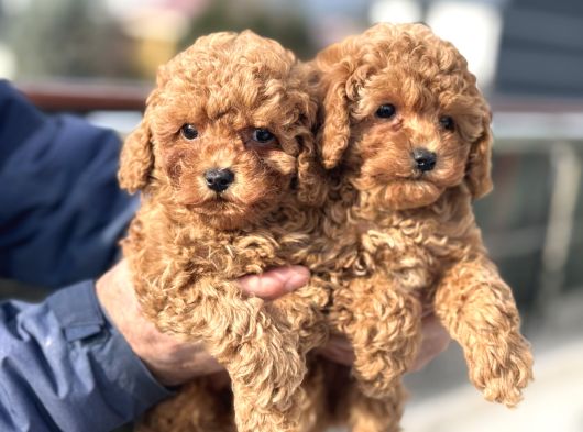 Petmode Köpek Çiftliğinde Ziyarete Açık Minyatür Poodle görsel