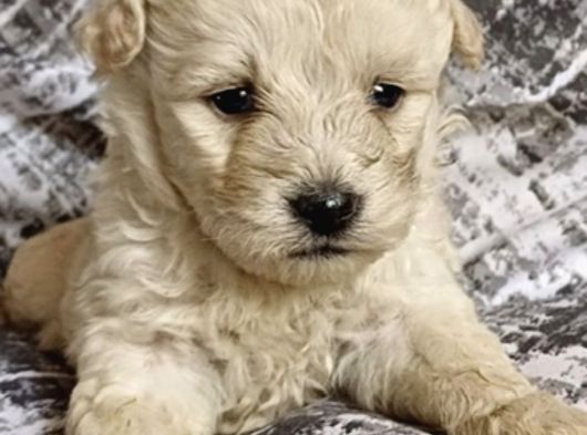 Kali̇teli̇ Malti̇poo Yavrular görsel