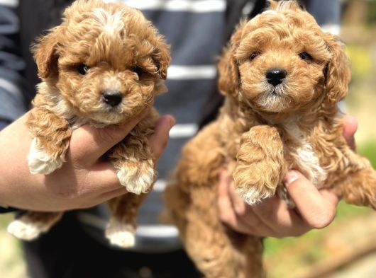 Kali̇teli̇ Malti̇poo Yavrular görsel