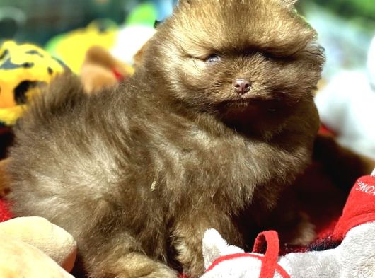 Teacup Pomeranian Yavrularımız Hazır görsel