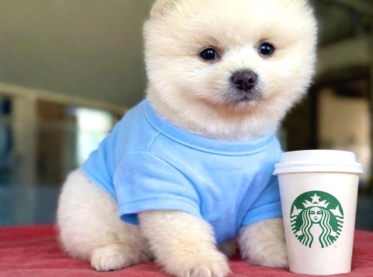 Teacup Pomeranian Yavrularımız Hazır görsel