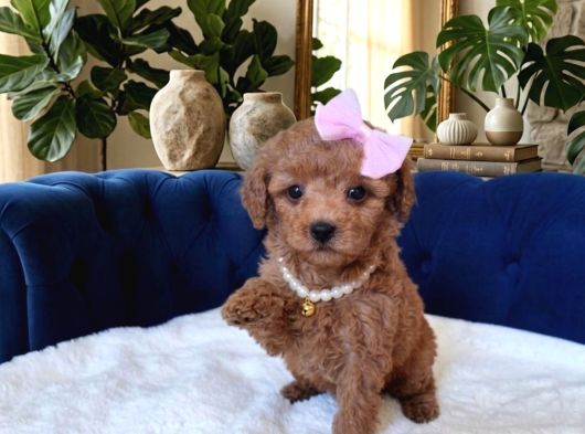 Dişi-Erkek Toy Poodle Bebekler görsel