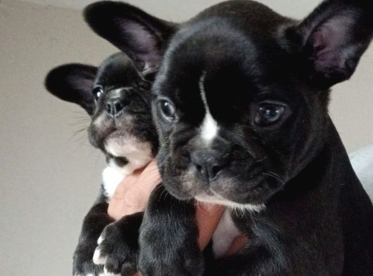 Mükemmel French Buldog Bebekler görsel