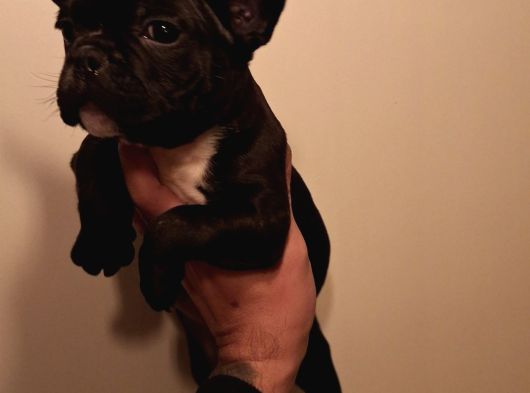 Mükemmel French Buldog Bebekler görsel
