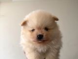 Muhteşem Anatomi Ayı Surat Pomeranian Yavrular