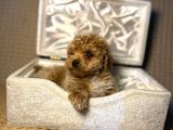 A kalite maltipoo yavrularımız teslime hazır