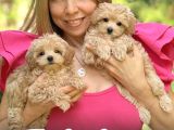 Malti̇poo Ci̇nsi̇ Yavrular Ev Üreti̇mi̇
