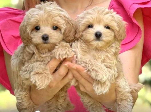 Malti̇poo Ci̇nsi̇ Yavrular Ev Üreti̇mi̇