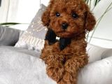 TOY POODLE SEVİMLİ YAVRULAR EV ÜRETİMİ