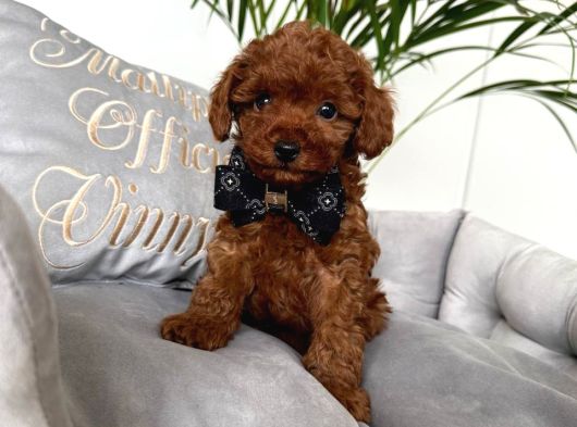 Toy Poodle Sevi̇mli̇ Yavrular Ev Üreti̇mi̇