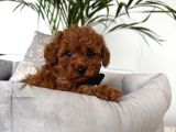 Toy Poodle Sevi̇mli̇ Yavrular Ev Üreti̇mi̇