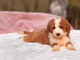Malti̇poo Ci̇nsi̇ Yavrular Ev Üreti̇mi̇