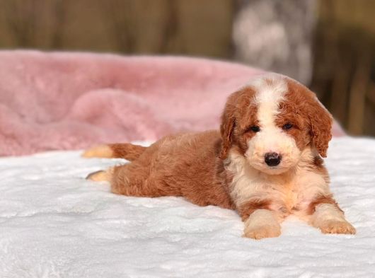 Malti̇poo Ci̇nsi̇ Yavrular Ev Üreti̇mi̇ görsel