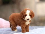 Malti̇poo Ci̇nsi̇ Yavrular Ev Üreti̇mi̇