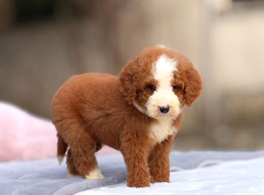 Malti̇poo Ci̇nsi̇ Yavrular Ev Üreti̇mi̇ görsel
