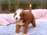 Malti̇poo Ci̇nsi̇ Yavrular Ev Üreti̇mi̇
