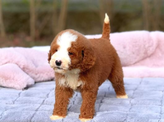 Malti̇poo Ci̇nsi̇ Yavrular Ev Üreti̇mi̇ görsel