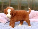 Malti̇poo Ci̇nsi̇ Yavrular Ev Üreti̇mi̇