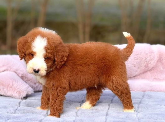 Malti̇poo Ci̇nsi̇ Yavrular Ev Üreti̇mi̇ görsel
