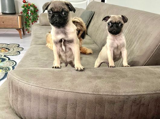 Mini boy pug yavrular