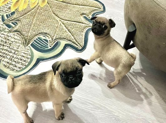 Mini Boy Pug Yavrular görsel