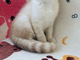 Scottish Fold Krem Gold Oğlum