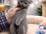 Mükemmel A Kalite British Shorthair Yavrularımız