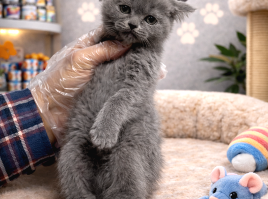 Mükemmel A Kalite British Shorthair Yavrularımız görsel