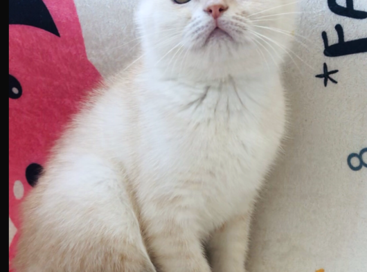 Scottish Fold Krem Gold Oğlum görsel