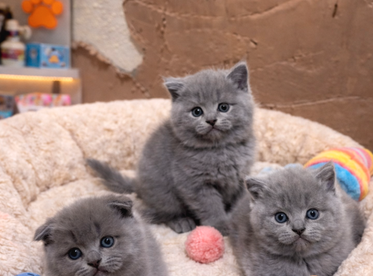 Mükemmel A Kalite British Shorthair Yavrularımız görsel