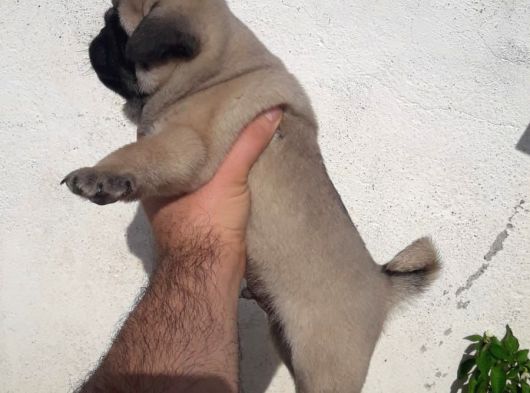 Mini Boy Pug Yavrular görsel