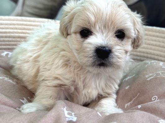 Teacup Maltipo Bebekler görsel