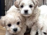 Teacup Maltipo Bebekler