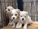 Teacup Maltipo Bebekler