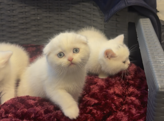 Mükemmel A Kalite British Shorthair Yavrularımız görsel