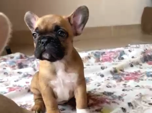 Sağlıklı Orjinal görsel