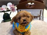 Dünya Tatlısı Maltipoo Yavrular Mağazamızdan Sizlerle