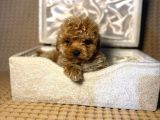 A Kalite Maltipoo Yavrularımız Teslime Hazır