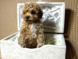 A Kalite Maltipoo Yavrularımız Teslime Hazır