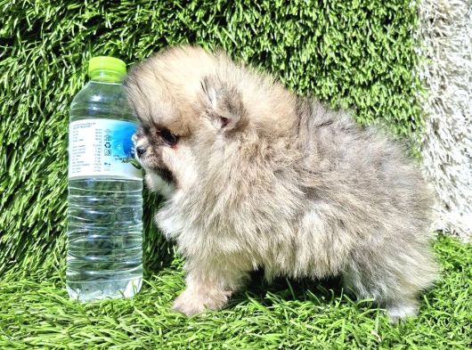 Pomeranian  Boo Yavrular Majyajsiz Fönsüz görsel