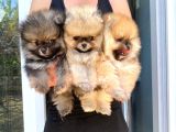 Pomeranian  Boo Yavrular Majyajsiz Fönsüz