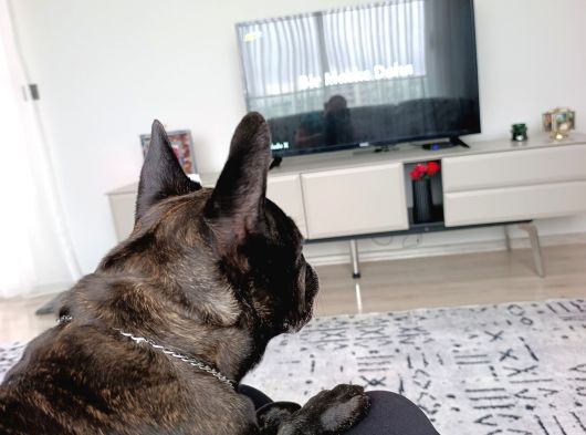 Evcil Kopek görsel
