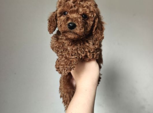 Aşılı Poodle Bebekler