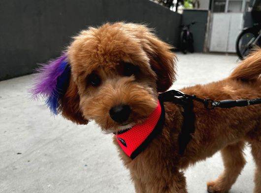 Maltipo Cins Köpek görsel