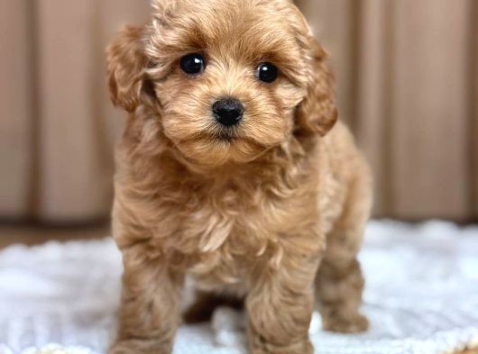 Malti̇poo Ci̇nsi̇ Yavrular Ev Üreti̇mi̇